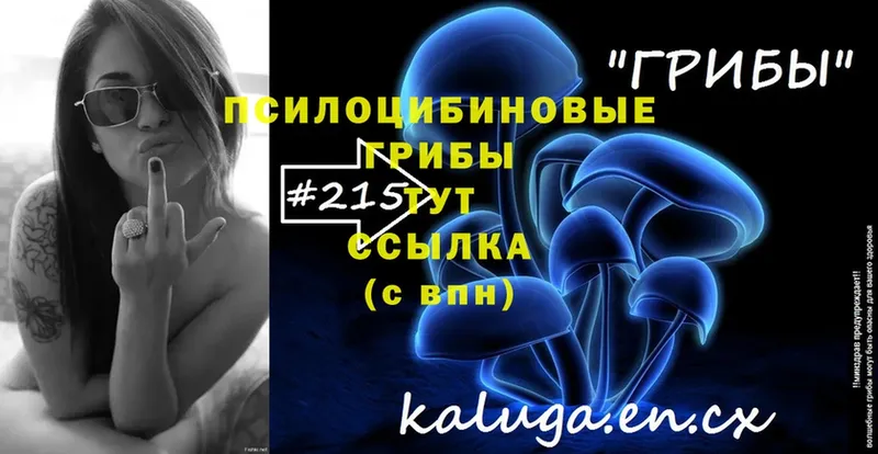 Псилоцибиновые грибы Psilocybe  blacksprut маркетплейс  Алзамай  как найти закладки 